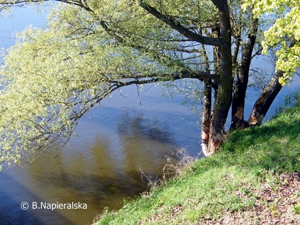Miedzychód